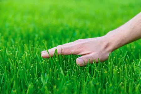 hand-on-lawn.