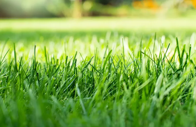 grass-lawn