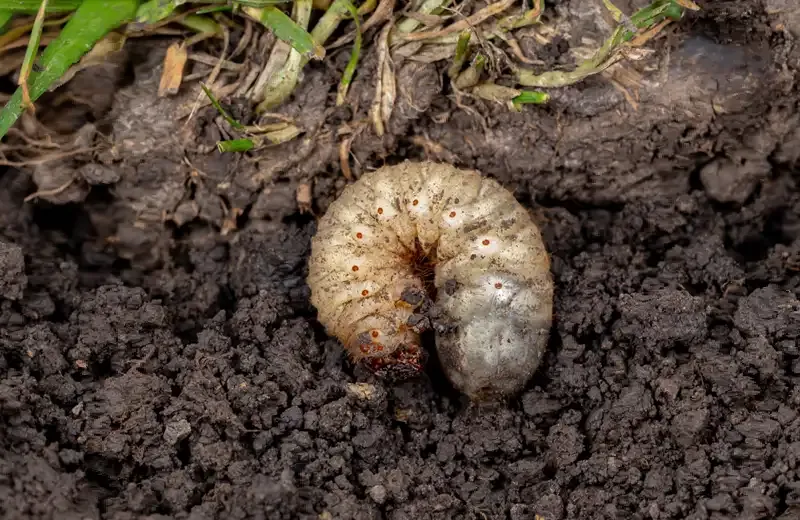 service-grub-control-soil