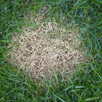 anthracnose-lawn-disease