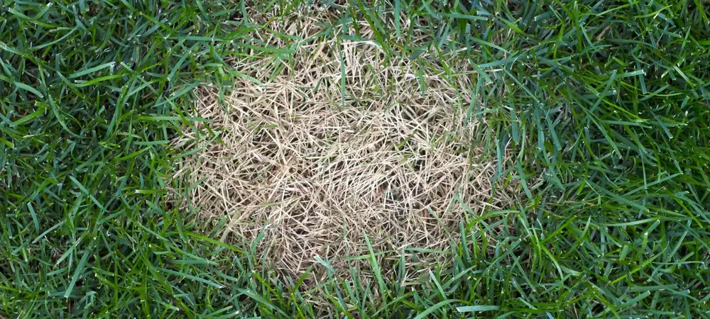 anthracnose-lawn-disease