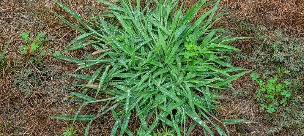 crabgrass-on-lawn