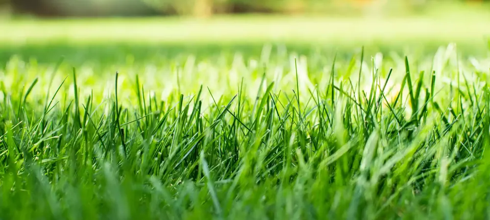 grass-lawn-summer