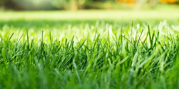 grass-lawn