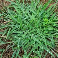 crabgrass-on-lawn