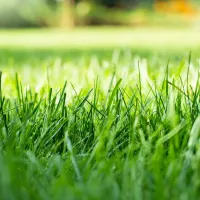 grass-lawn-summer