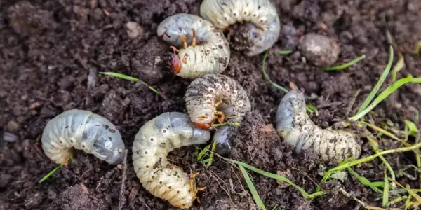grubs