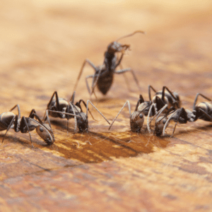 group of carpenter ants on table