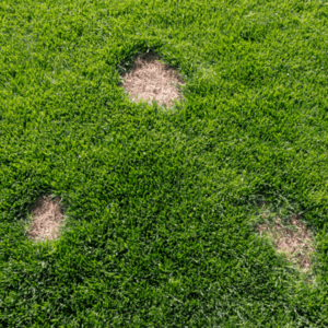 brown patch on lawn
