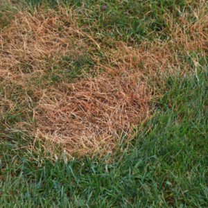 yellowing grass caused by grub infestation