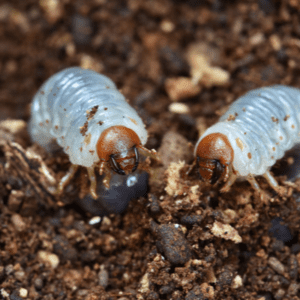 two grubs on dirt